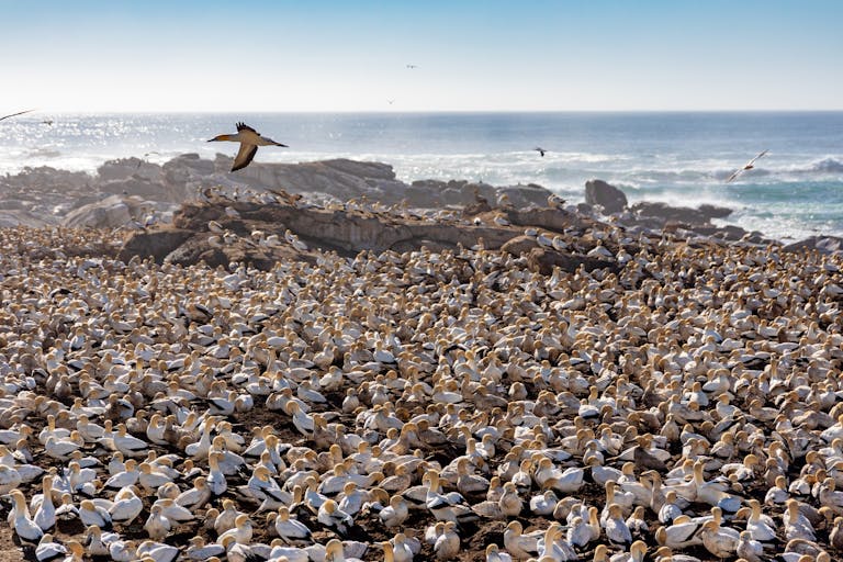 Gannets Safari Hawkes Bay NZ New Zealand